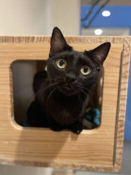 Rescue Domestic Short Hair Cats for Adoption in Oakland, California - Artemis (bonded With Apollo) | PetCurious
