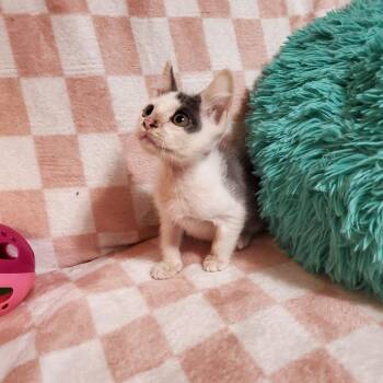 Cloud -  Domestic Short Hair Cat for Adoption in Jefferson City, Tennessee - Cloud | PetCurious