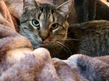 Simba -  Domestic Short Hair Cat for Adoption in Lemoyne, Pennsylvania - Simba | PetCurious
