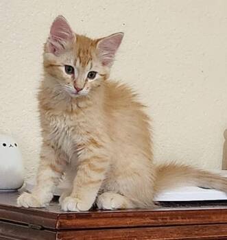 Tessa (with Franco) -  Domestic Medium Hair Cat for Adoption in Silverton, Oregon - Tessa (with Franco) | PetCurious