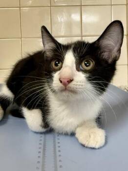 Map -  Domestic Short Hair Cat for Adoption in San Antonio, Texas - Map | PetCurious