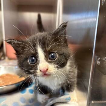 Lighting McQueen -  Domestic Medium Hair Cat for Adoption in Oxford, Mississippi - Lighting McQueen | PetCurious