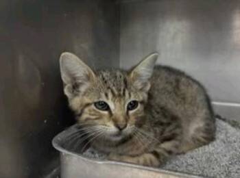 Mercury -  Domestic Short Hair Cat for Adoption in Fort Worth, Texas - Mercury | PetCurious