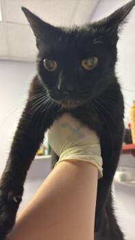 Domestic Short Hair Cats Available for Adoption in New Braunfels, Texas - Kit-tay | PetCurious