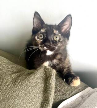 Ofelia -  Domestic Short Hair Cat for Adoption in Hudson, New Hampshire - Ofelia | PetCurious