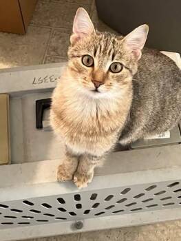 Bruce Burk -  Domestic Short Hair Cat for Adoption in Somerset, Kentucky - Bruce Burk | PetCurious