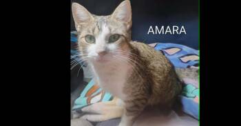 Domestic Short Hair Cats Available for Adoption in Groveland, Massachusetts - Amara | PetCurious