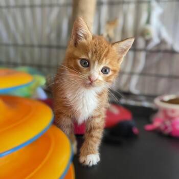 Rusty Boo -  American Shorthair Cat for Adoption - Rusty Boo | PetCurious