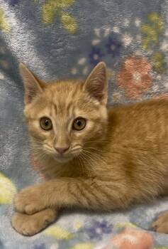 Brie -  Domestic Short Hair Cat for Adoption in Payson, Arizona - Brie | PetCurious