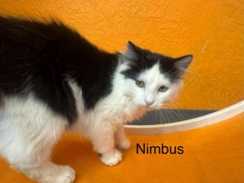 Nimbus -  Domestic Long Hair Cat for Adoption in St. George, Utah - Nimbus | PetCurious