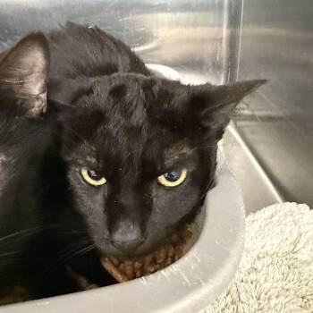 Domestic Short Hair Cats Available for Adoption in Port Charlotte, Florida - Moo | PetCurious