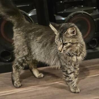 Dorito FOUND 19th St NE Austin,MN -  Domestic Long Hair Cat for Adoption in Rochester, Minnesota - Dorito FOUND 19th St NE Austin,MN | PetCurious