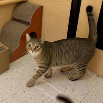 Domestic Short Hair Cats Available for Adoption in Richmond, Virginia - Misti | PetCurious