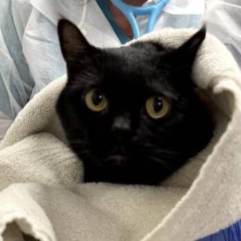 Pixel -  Domestic Short Hair Cat for Adoption in New York, New York - Pixel | PetCurious