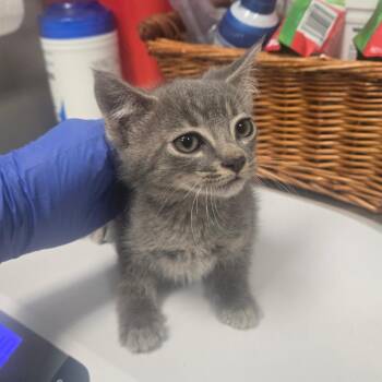 Domestic Short Hair Cats Available for Adoption in Milton, Florida - Sprout | PetCurious