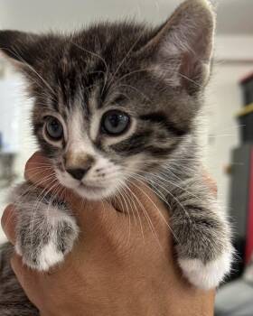 Domestic Short Hair Cats Available for Adoption in Long Beach, California - Chonks | PetCurious