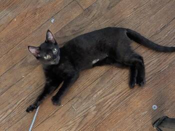 Rescue Domestic Short Hair Cats for Adoption in Jacksonville, Florida - Toto =^.^= | PetCurious