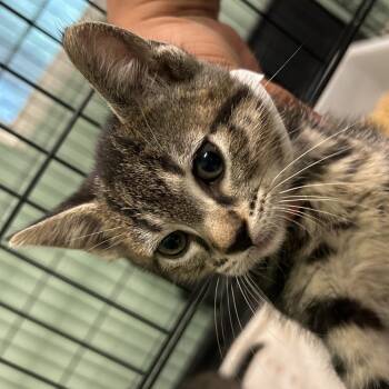 Combo -  Domestic Short Hair Cat for Adoption in Leander, Texas - Combo | PetCurious