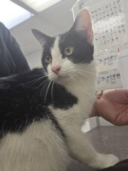 Coast -  Domestic Short Hair Cat for Adoption in South Bend, Indiana - Coast | PetCurious