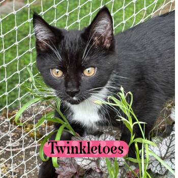 Twinkletoes -  Domestic Medium Hair Cat for Adoption in Warren, Ohio - Twinkletoes | PetCurious