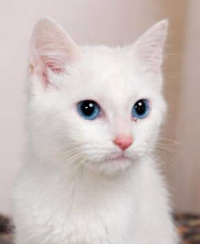 Domestic Short Hair Cats Available for Adoption in Cuyahoga Falls, Ohio - Kitten Artemis | PetCurious