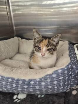 Megan Thee Feline -  Domestic Short Hair Cat for Adoption in Ruskin, Florida - Megan Thee Feline | PetCurious