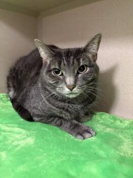 Effie -  Domestic Short Hair Cat for Adoption in Quakertown, Pennsylvania - Effie | PetCurious