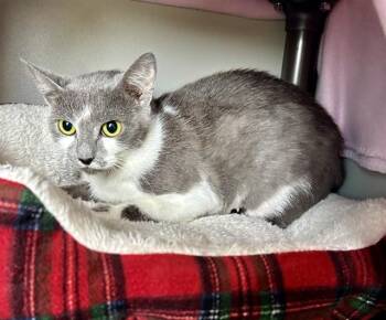 Domestic Short Hair Cats Available for Adoption in Kalamazoo, Michigan - COW | PetCurious