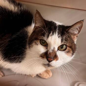 Chicago -  Domestic Short Hair Cat for Adoption in Lynchburg, Virginia - Chicago | PetCurious