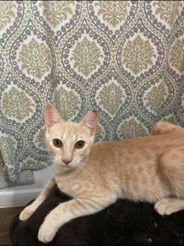 Amber -  Tabby Cat for Adoption in San Antonio, Texas - Amber | PetCurious