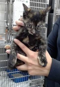 TATER -  Domestic Short Hair Cat Available for Adoption in Salinas, California - TATER | PetCurious