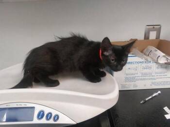 Domestic Short Hair Cats Available for Adoption in Antioch, California - CANYONWIND | PetCurious