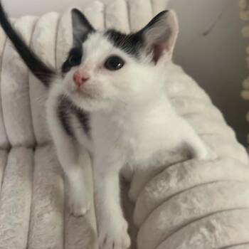Pacey -  Domestic Short Hair Cat for Adoption in Gordonsville, Tennessee - Pacey | PetCurious