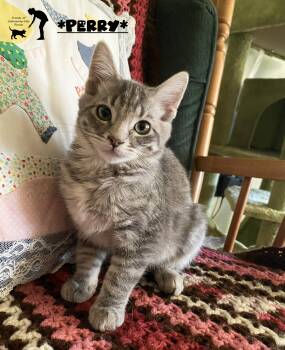 Perry -  Domestic Short Hair Cat for Adoption in Centerville, Utah - Perry | PetCurious