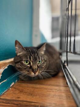Domestic Short Hair Cats Available for Adoption in San Diego, California - Muffin | PetCurious