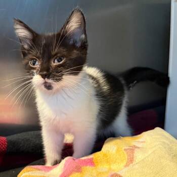 Diamond -  Domestic Short Hair Cat for Adoption in Cedaredge, Colorado - Diamond | PetCurious