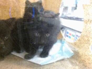 A475035 -  Domestic Short Hair Cat for Adoption in Oklahoma City, Oklahoma - A475035 | PetCurious