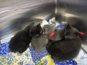 Coffee -  Domestic Short Hair Cat for Adoption in Hobart, Indiana - Coffee | PetCurious