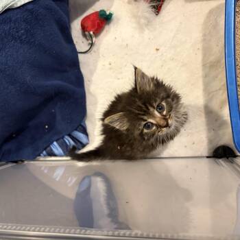 Domestic Long Hair Cats Available for Adoption in Chesapeake Beach, Maryland - Thaddeus | PetCurious