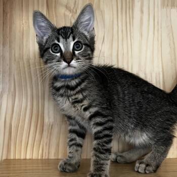 Bingo -  Domestic Short Hair Cat for Adoption in Yucca Valley, California - Bingo | PetCurious