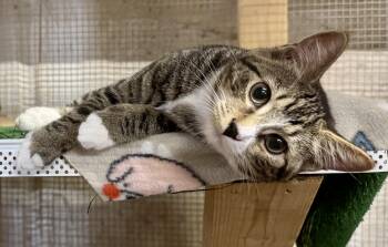 Claudia -  Domestic Short Hair Cat for Adoption in Centerville, Georgia - Claudia | PetCurious