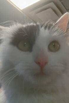 Domestic Long Hair Cats Available for Adoption in New Philadelphia, Ohio - Marbles | PetCurious