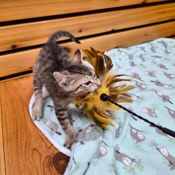 Bumblebee -  Domestic Short Hair and Mixed Breed Cat for Adoption in Woodstock, Illinois - Bumblebee | PetCurious