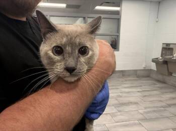 MALI -  Domestic Short Hair Cat for Adoption in Charlotte, North Carolina - MALI | PetCurious