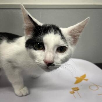 Kylian -  Domestic Short Hair Cat for Adoption in Tampa, Florida - Kylian | PetCurious