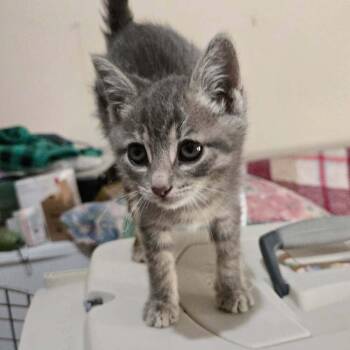 Speckle -  American Shorthair Cat for Adoption in Los Angeles, California - Speckle | PetCurious