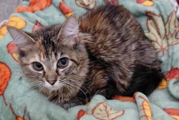 Domestic Medium Hair Cats Available for Adoption in Landenberg, Pennsylvania - Floof | PetCurious