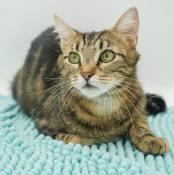 Lulu is our EPIC momma snuggler - VIDEO - therapy cat potential  -  Bengal and Tabby Cat for Adoption in Bedford Hills, New York - Lulu Is Our EPIC Momma Snuggler - VIDEO - Therapy Cat Potential  | PetCurious