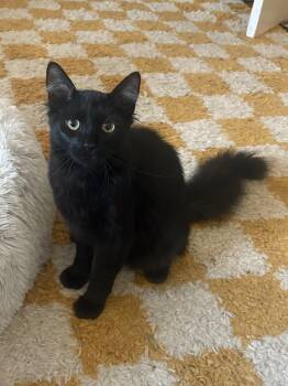 Rescue Domestic Medium Hair Cats for Adoption in Nutley, New Jersey - Zeus | PetCurious