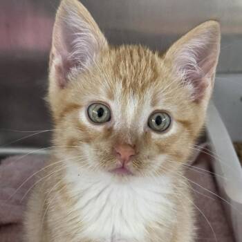 Ox -  Domestic Short Hair Cat for Adoption in Leander, Texas - Ox | PetCurious